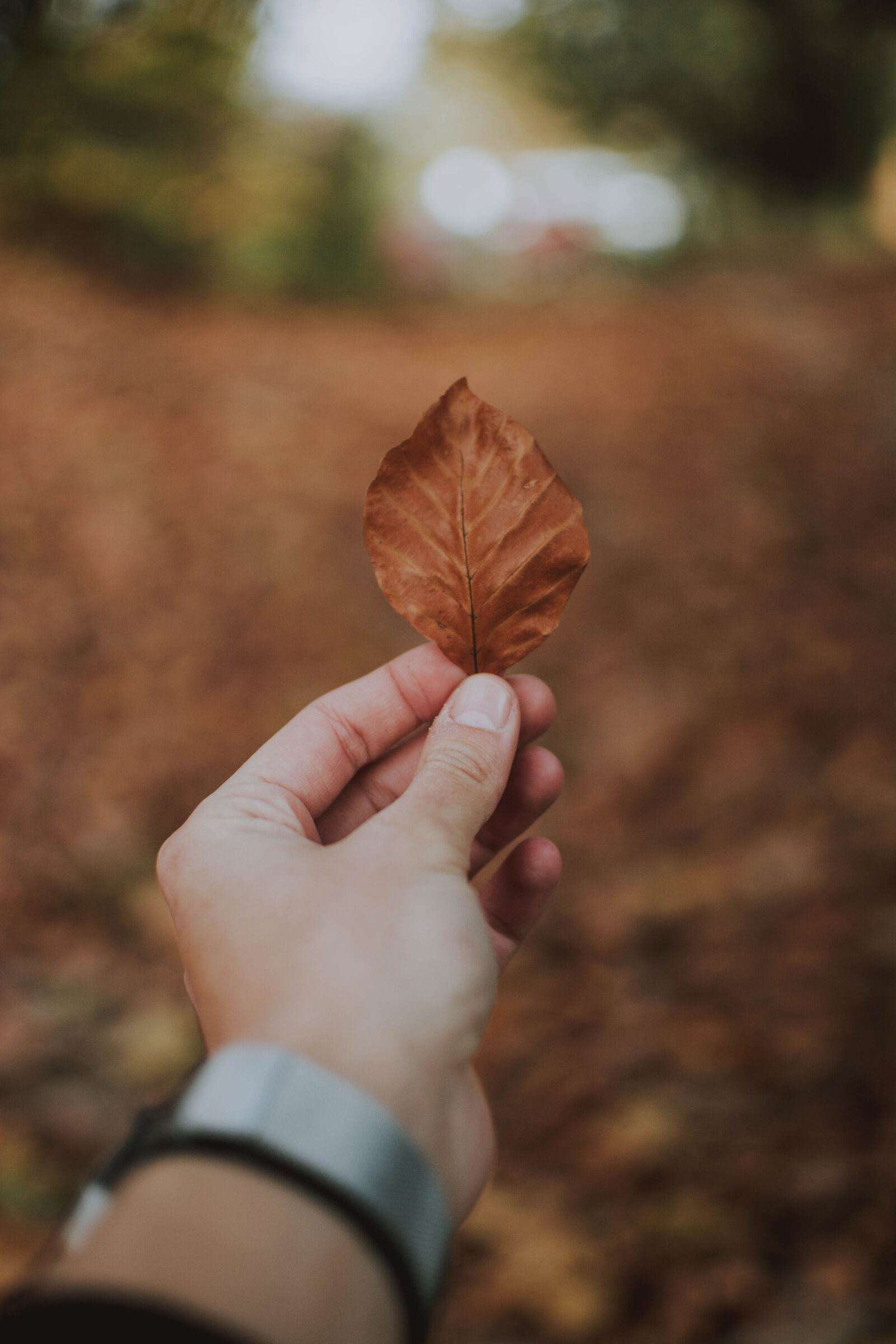 Nikon D5200 sample photo. Leaf, hand, keep photography