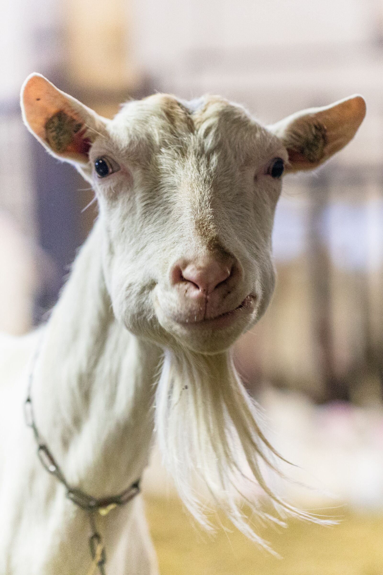 Canon EOS 5D Mark IV sample photo. Goat, farm, farmhouse photography
