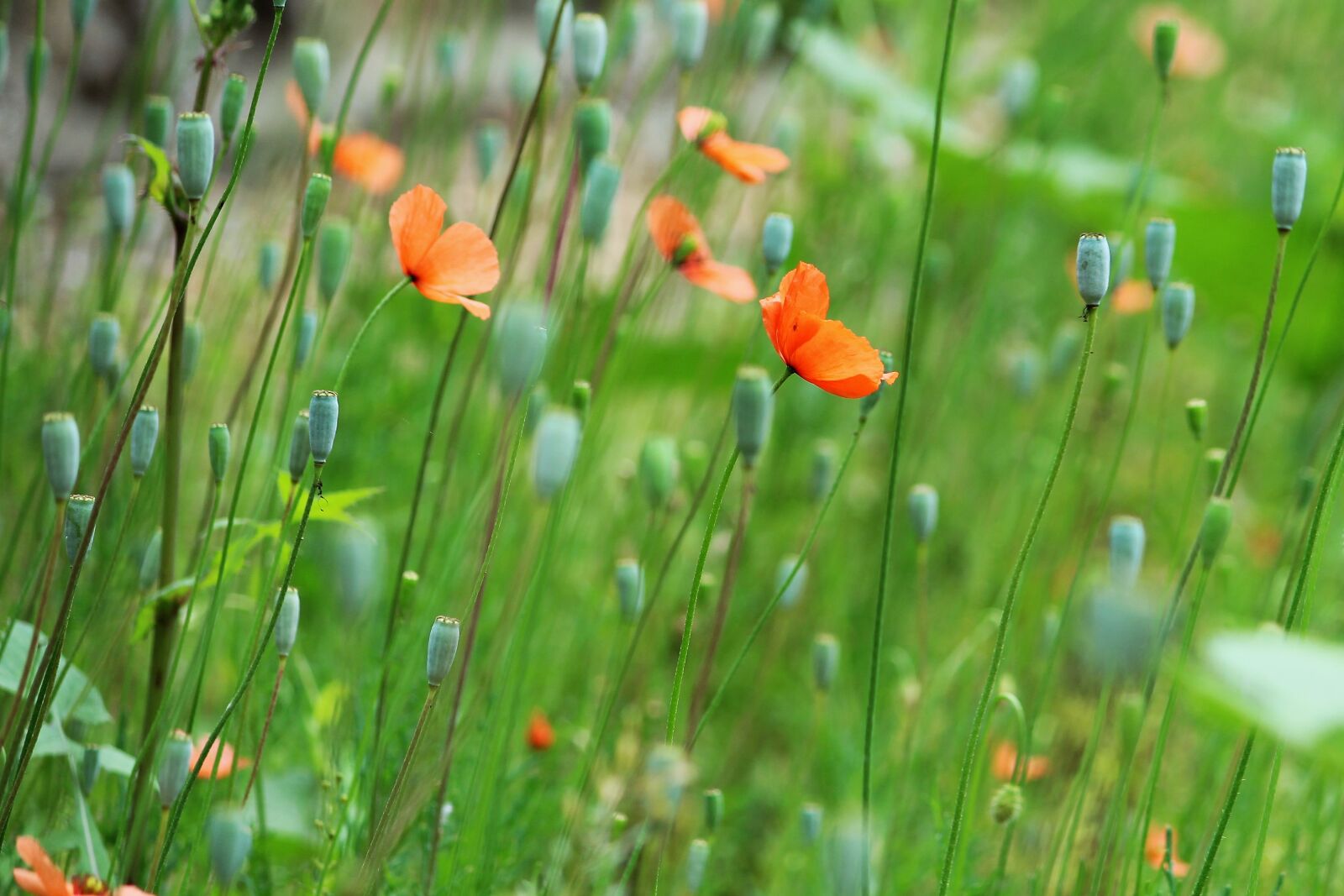 Canon EOS 1300D (EOS Rebel T6 / EOS Kiss X80) sample photo. Poppy flowers, flower field photography