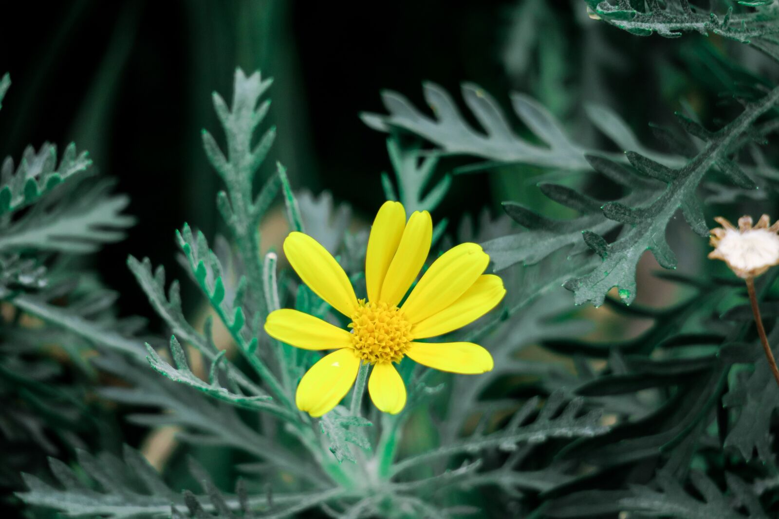 Canon PowerShot G3 X sample photo. Nature, plant, season photography
