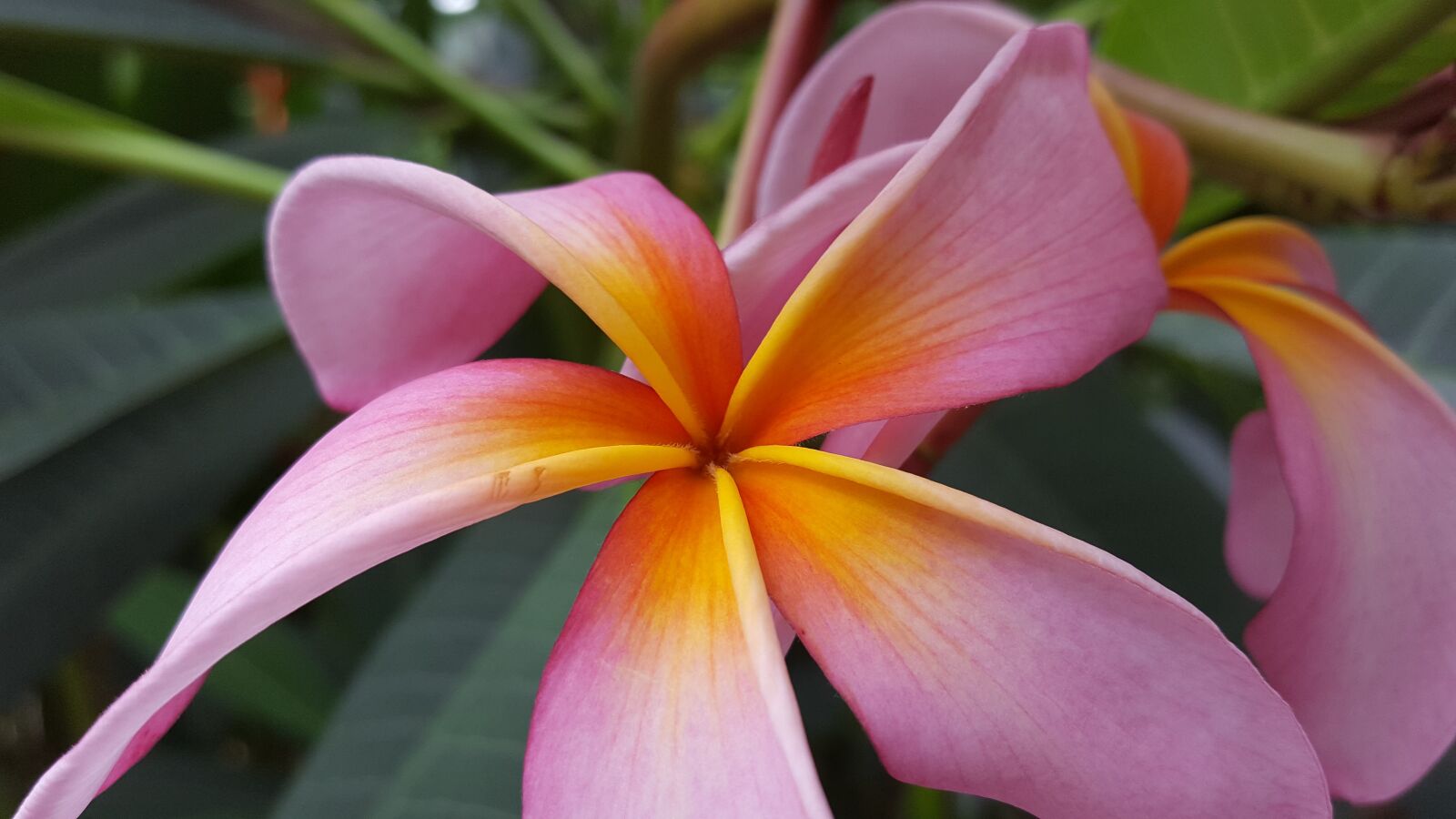 Samsung Galaxy S6 sample photo. Bloom, flowers, pink photography