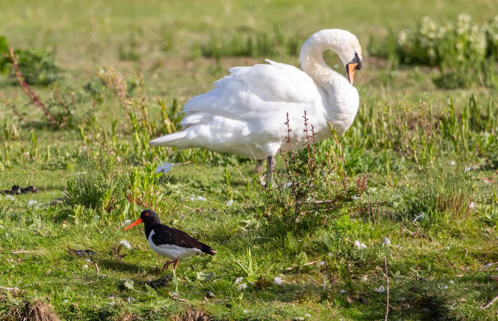 Canon EOS 5D Mark III sample photo. Oyster catcher, water bird photography