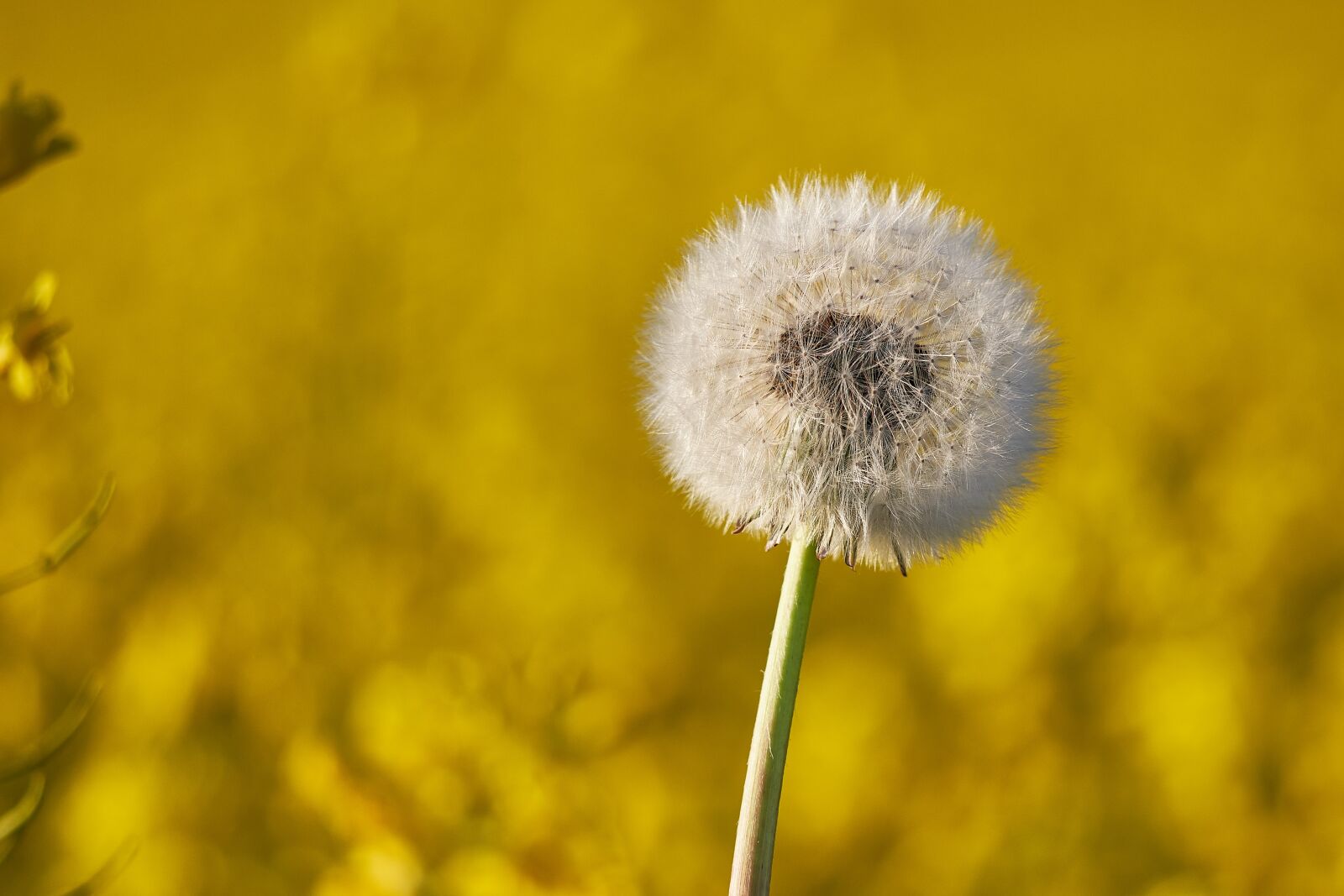 Panasonic Lumix DC-GH5 + LEICA DG 100-400/F4.0-6.3 sample photo. Pig flower, field of photography