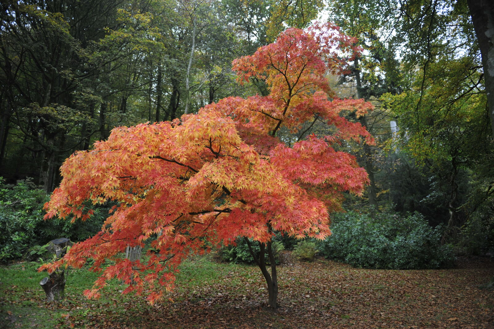 Nikon D700 sample photo. Acer, acer, tree, autumn photography
