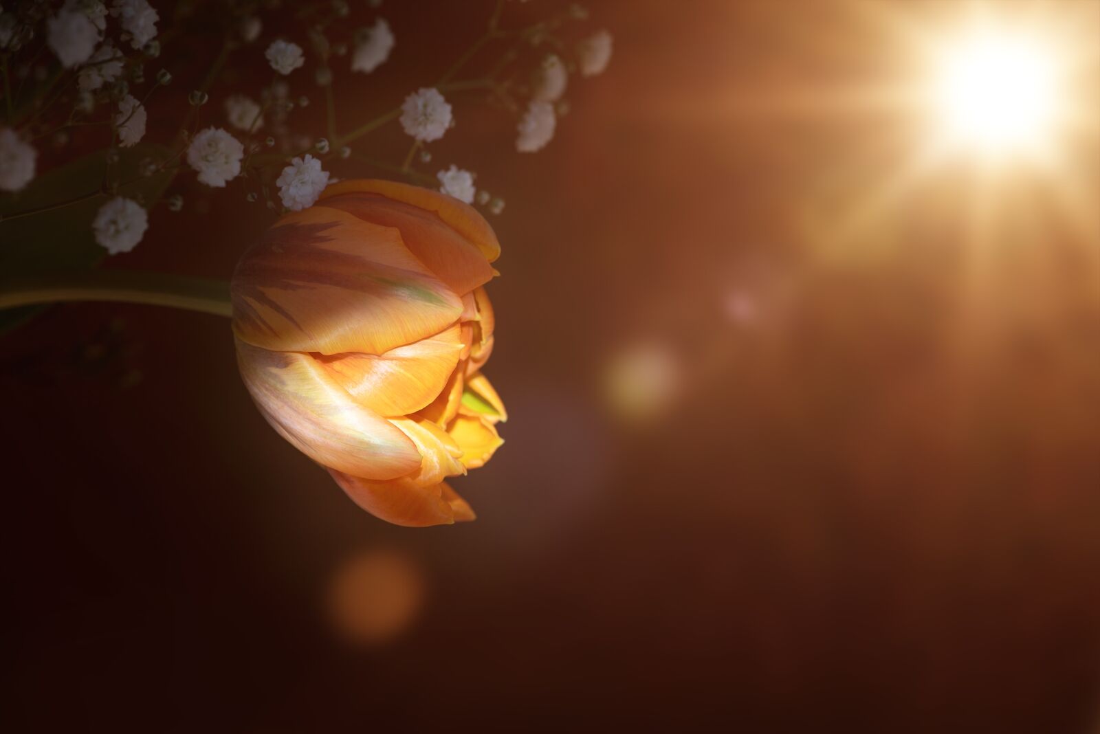 Nikon D750 sample photo. Tulip, flower, blossom photography