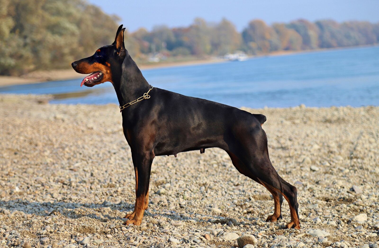 Canon EOS 6D Mark II sample photo. Doberman, black, dog photography