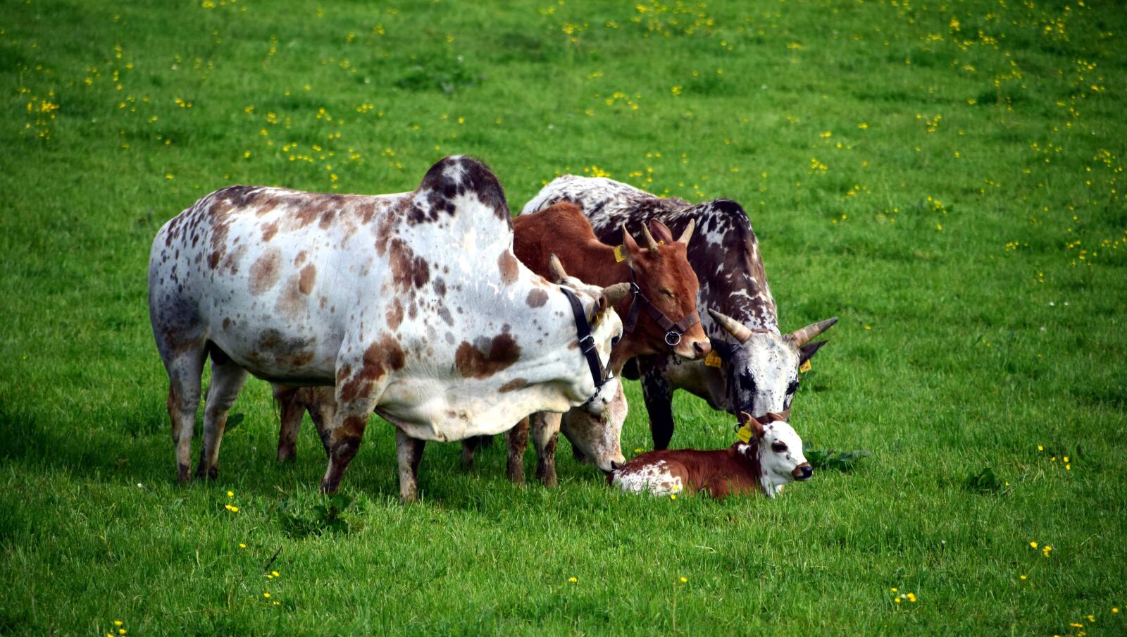 Nikon D3300 sample photo. Grassland, cow, animal, agriculture photography