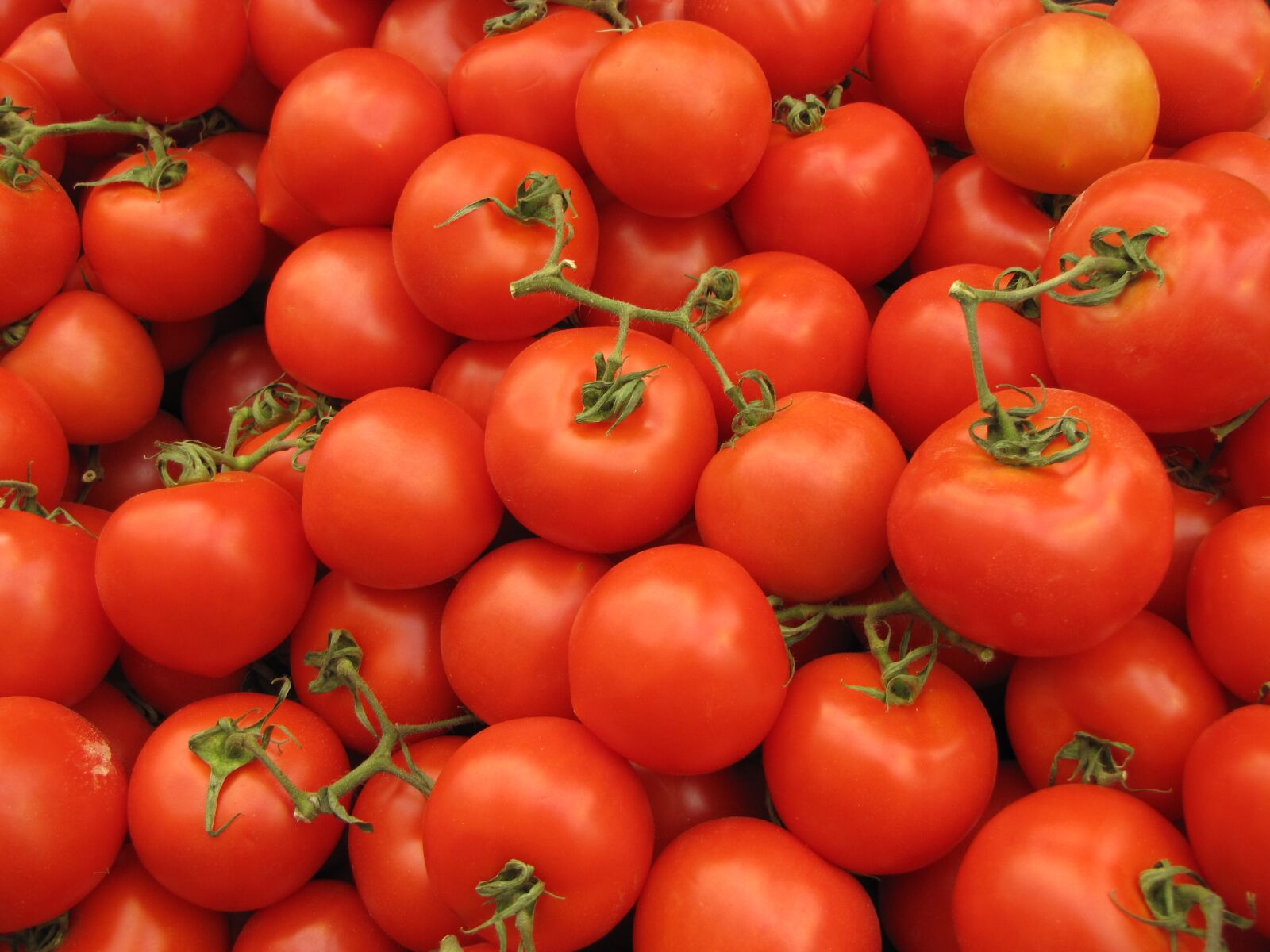 Canon PowerShot SX10 IS sample photo. Tomato, food, vegetable photography