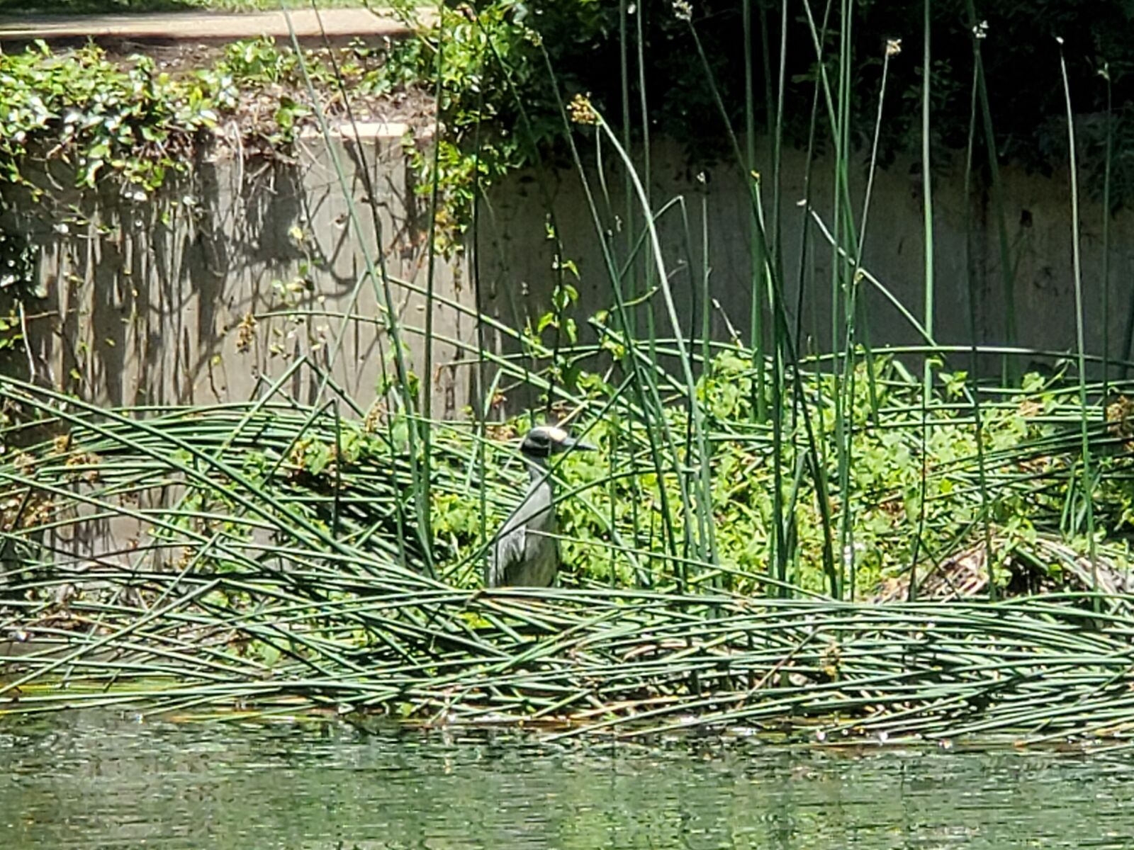 Samsung Galaxy S10+ sample photo. Heron, river, animal photography