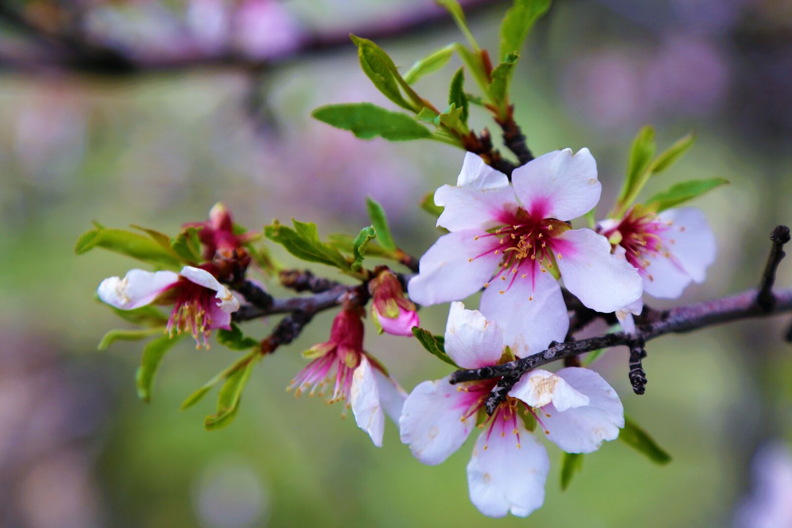 Canon EOS 5D Mark III sample photo. Flower, nature, spring photography