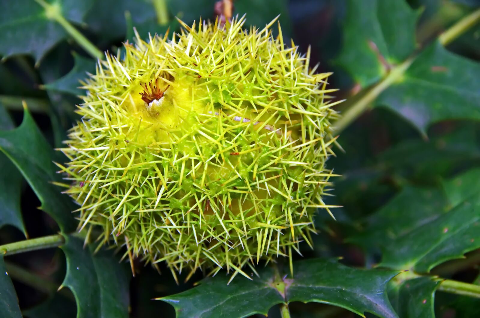 Pentax K-5 sample photo. Chestnut, bug, seed photography