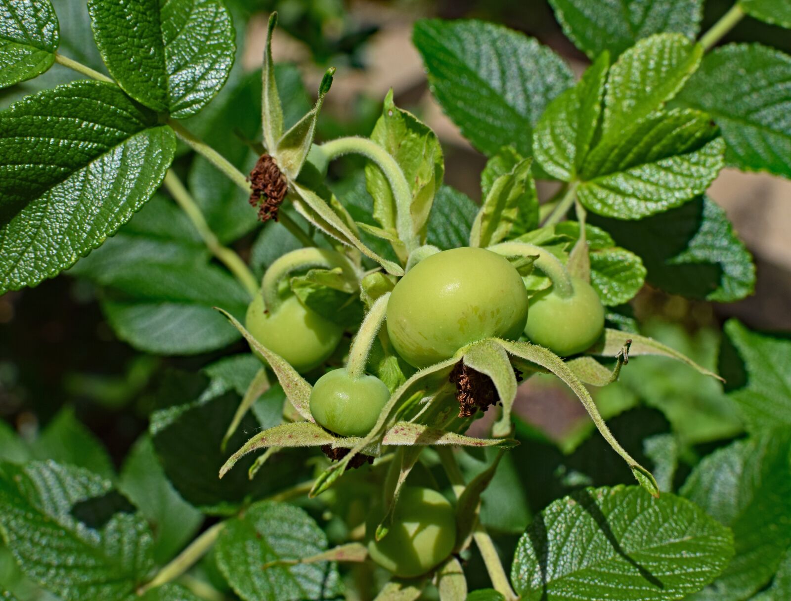 Nikon D3300 sample photo. Green rose hips, rose photography