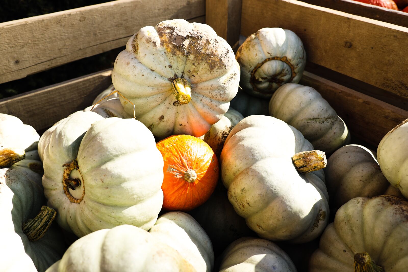 Canon RF 24-240mm F4-6.3 IS USM sample photo. Vegetables, pumpkin, store photography
