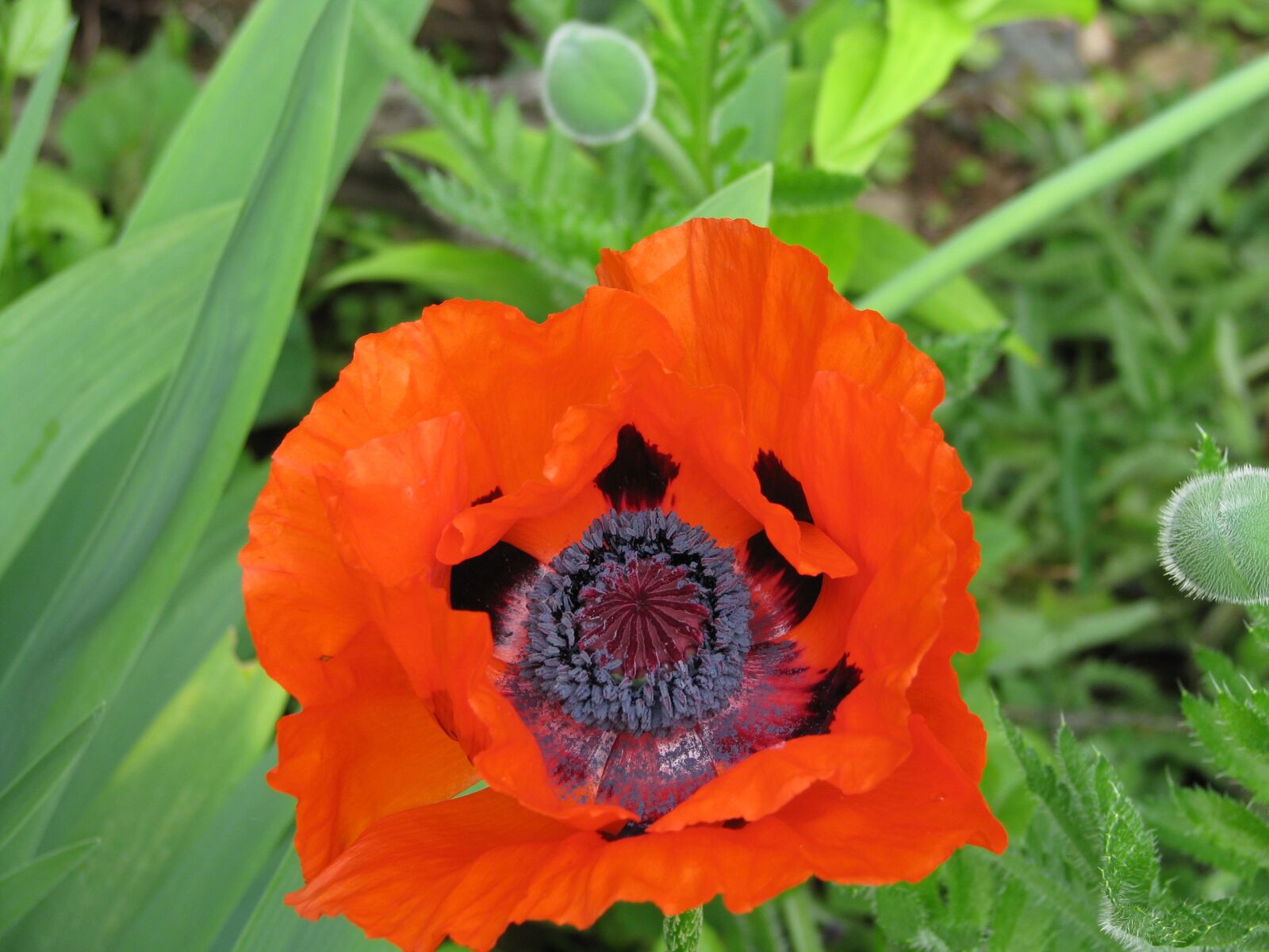 Canon POWERSHOT S5 IS sample photo. Poppy, flower, bloom photography