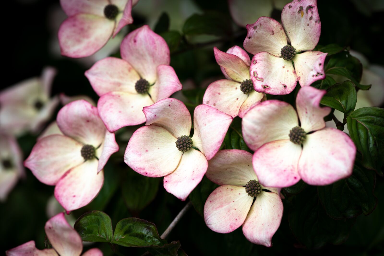 Nikon D750 sample photo. Dogwood, flowers, plant photography