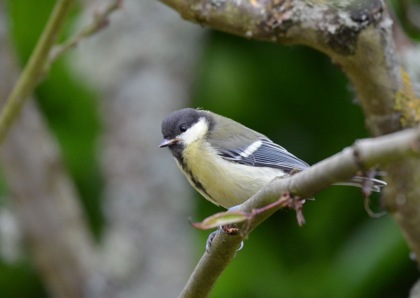 Nikon D5100 sample photo. Tit, bird, branch photography
