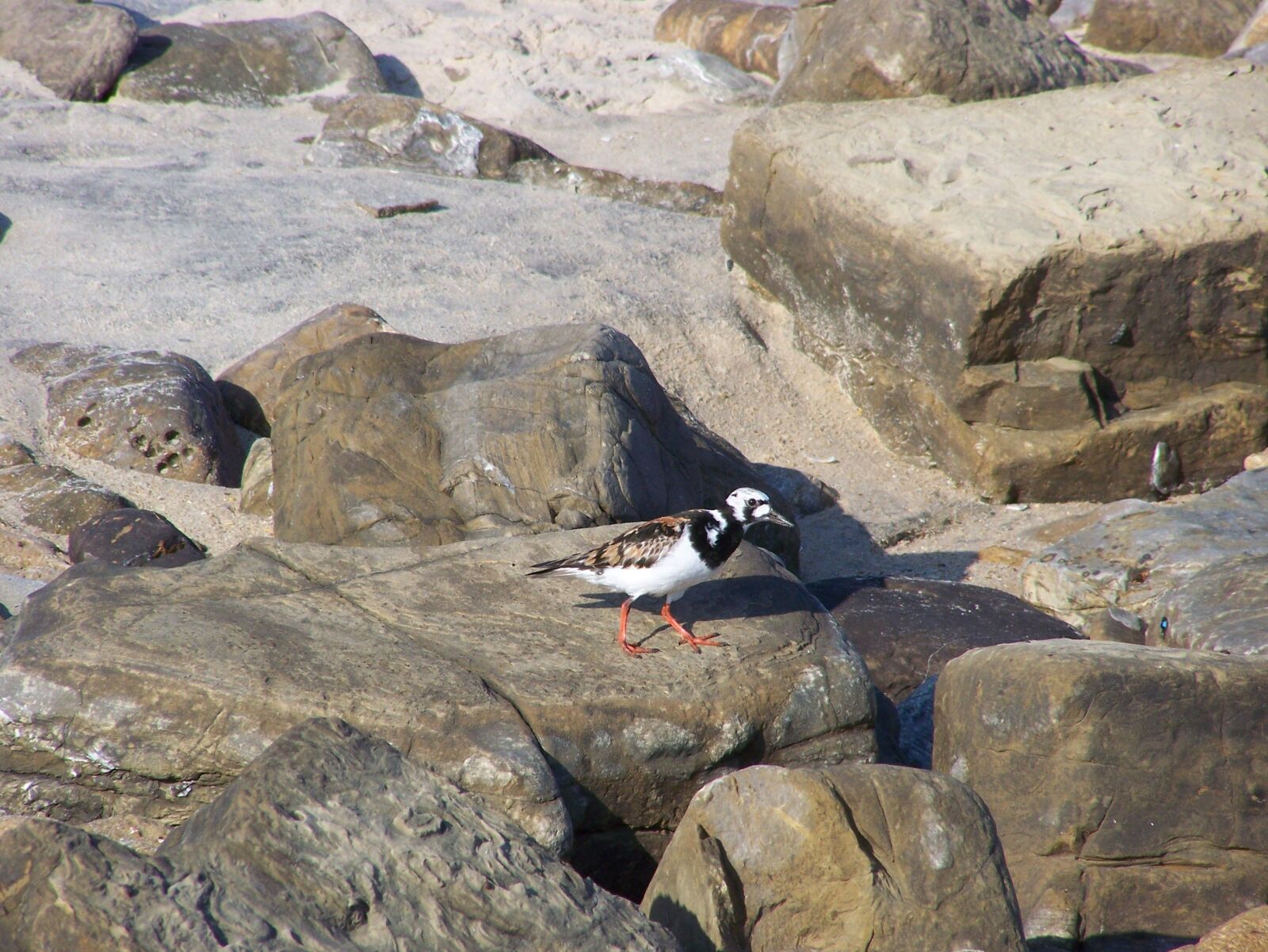 Kodak Z650 ZOOM DIGITAL CAMERA sample photo. Ave, rock, sand photography