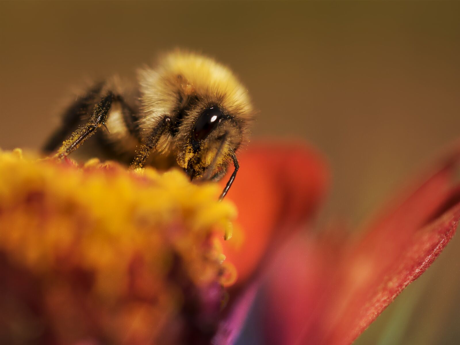 Nikon D3300 sample photo. Hummel, macro, close-up photography photography