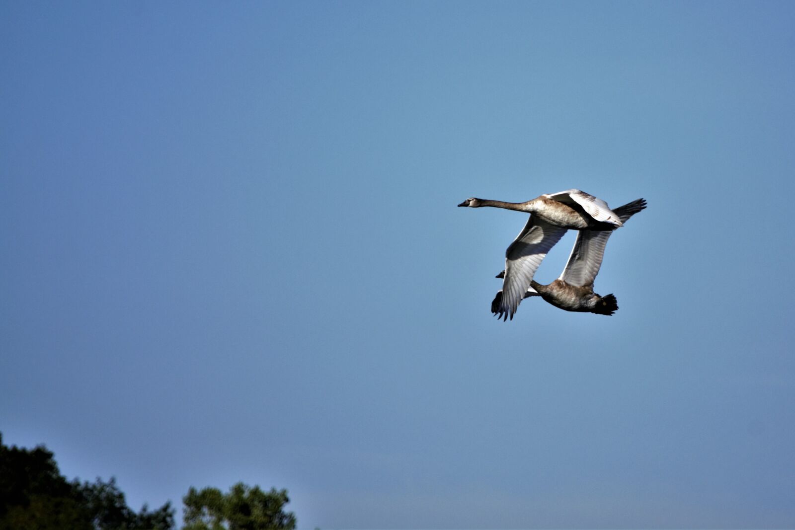 Nikon D7100 sample photo. Geese, mates, flying photography