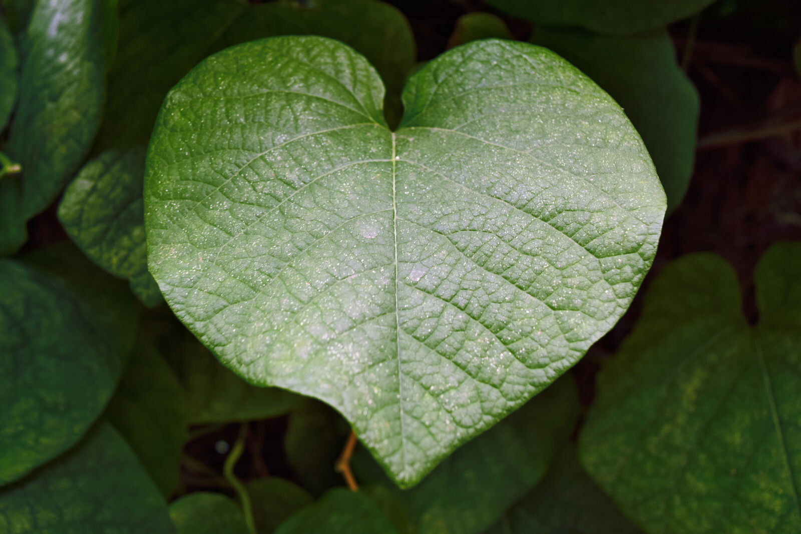 Nikon D3300 sample photo. Green, heart, leaf, summer photography