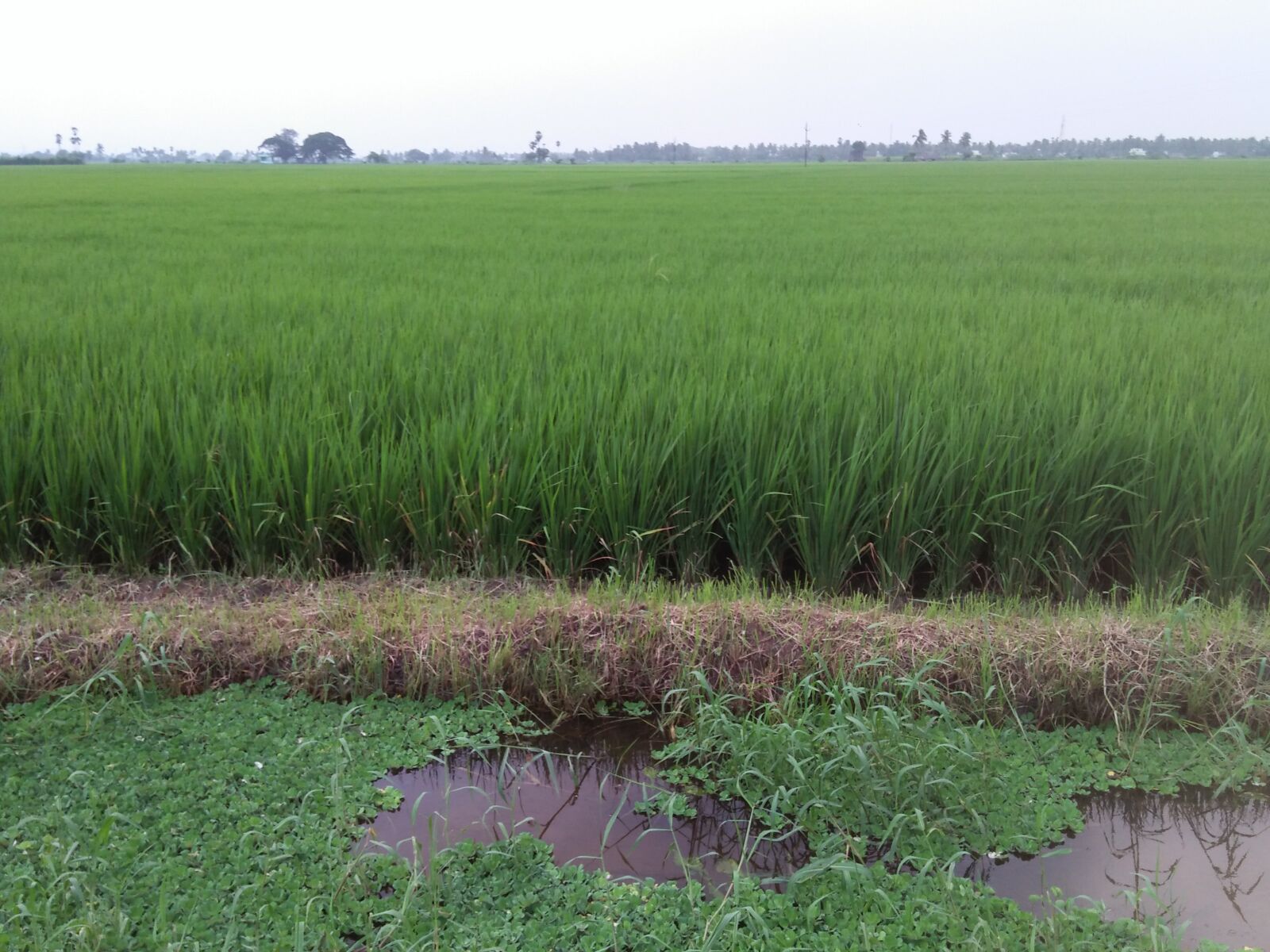 OPPO A37fw-International sample photo. Green, farms, in india photography