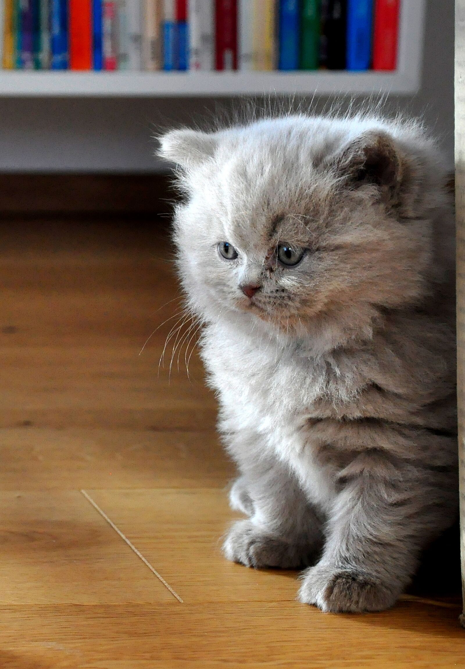 Nikon D90 sample photo. Kittens, cat baby, british photography