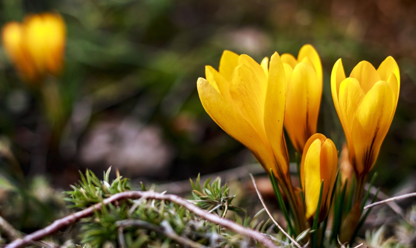 Canon EOS 70D + Canon EF 40mm F2.8 STM sample photo. Yellow, crocus, spring photography