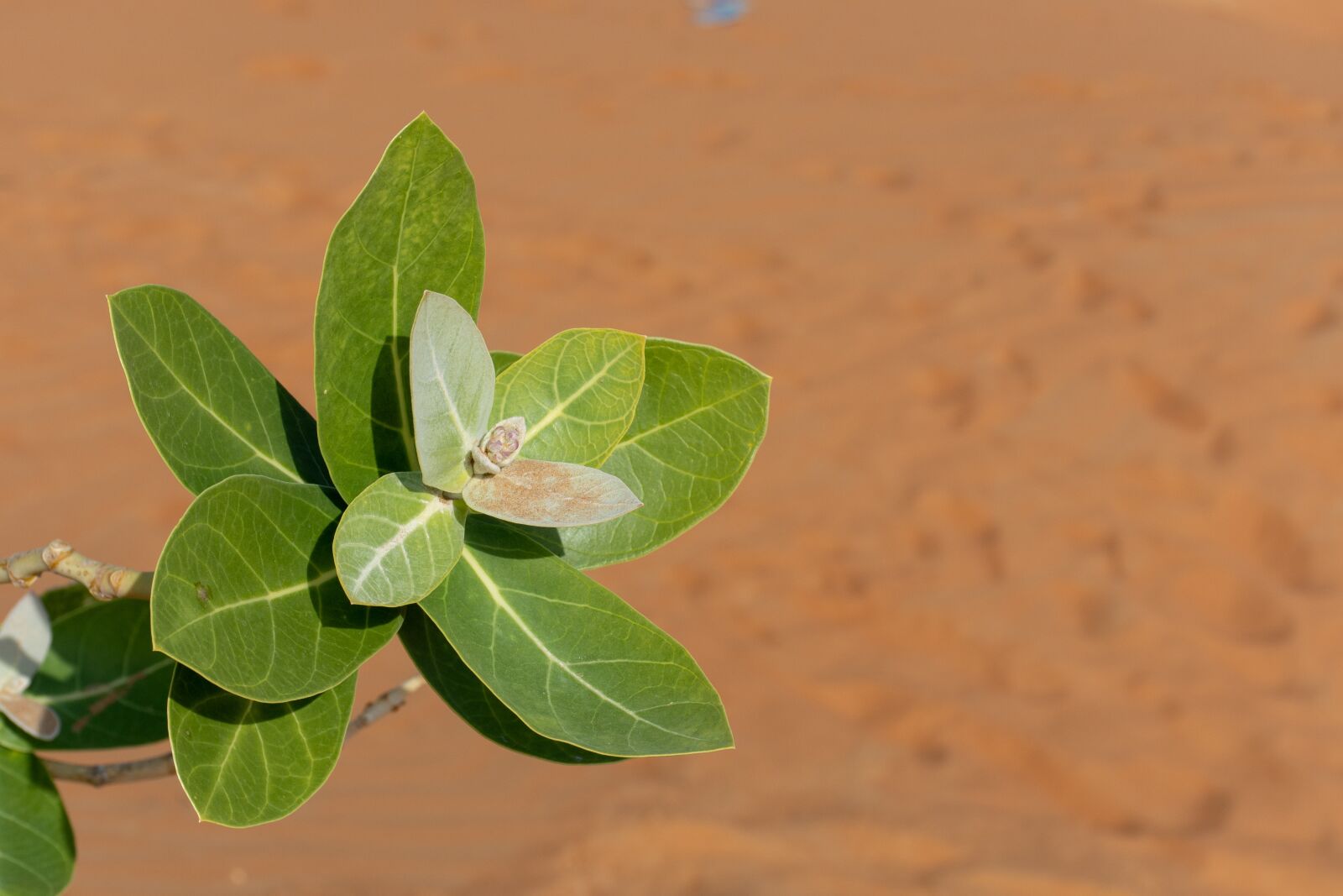 Nikon D7200 sample photo. Desert, dirt, dune photography