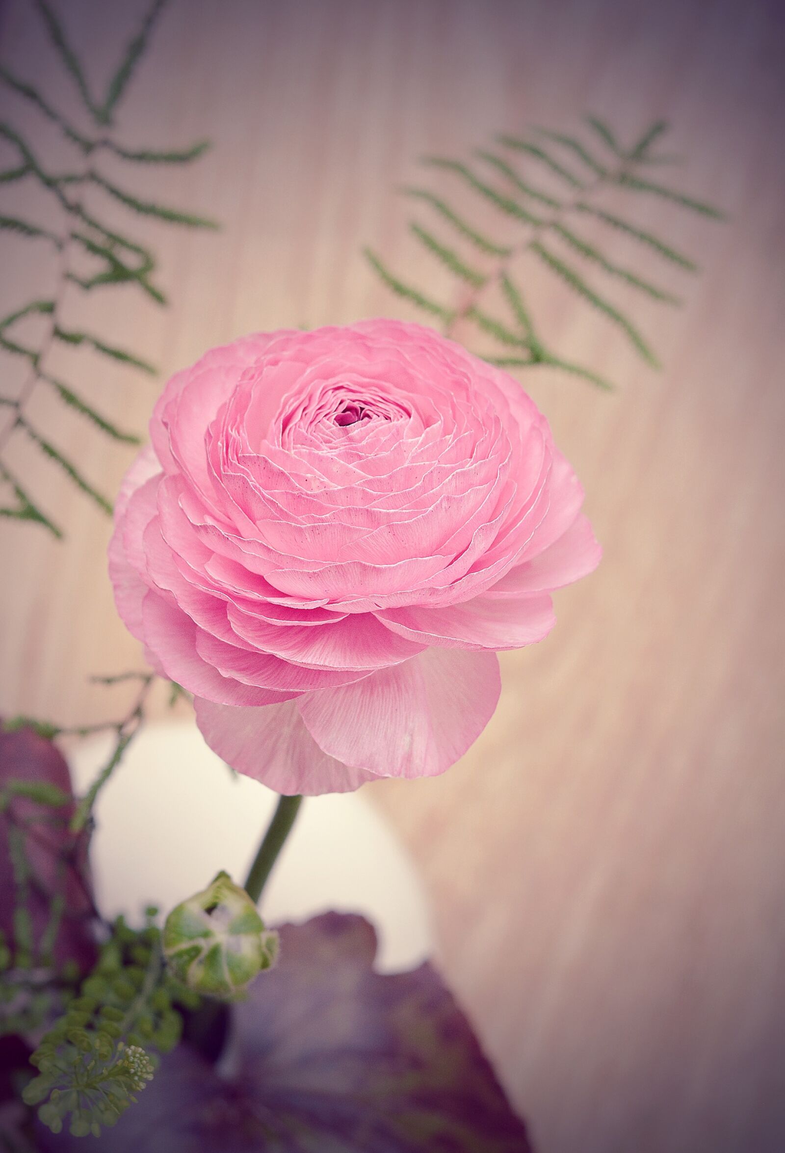 Nikon D7100 sample photo. Ranunculus, pink, blossom photography