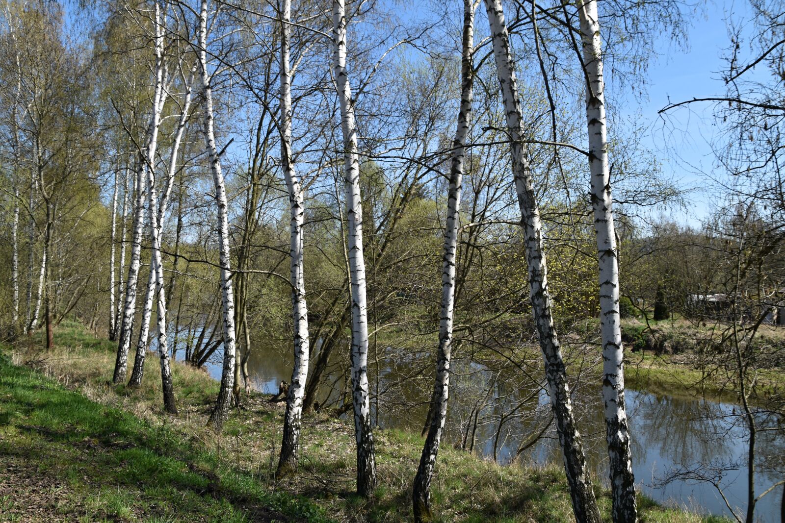 Nikon D3500 sample photo. Trees, birch, surface photography