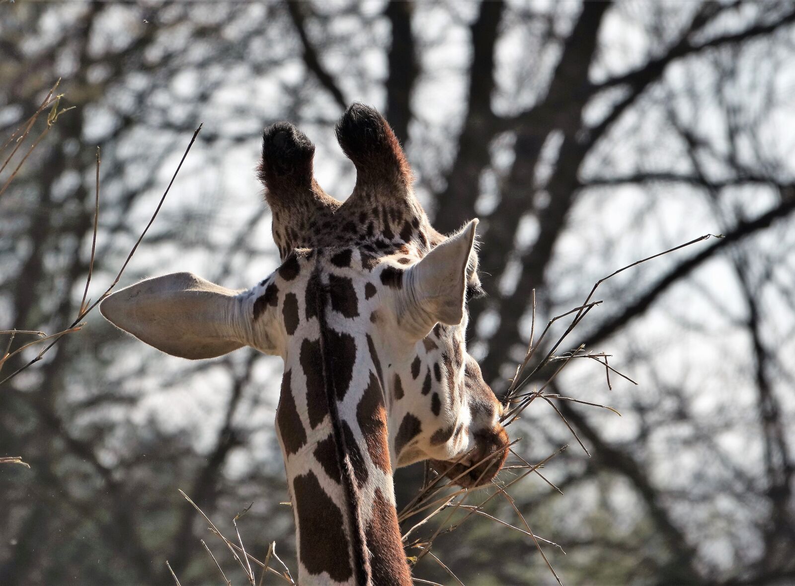 Sony Cyber-shot DSC-RX10 III sample photo. Giraffe, africa, zoo photography