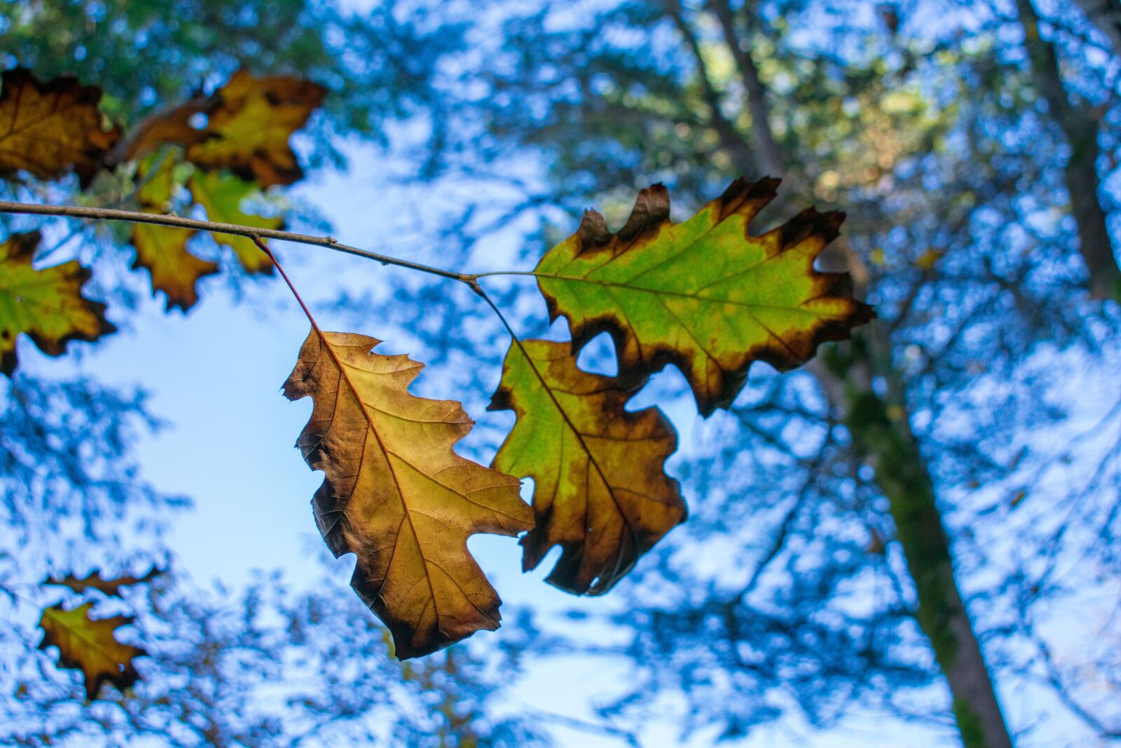 Nikon D3400 sample photo. Leaves, leaf, autumn photography