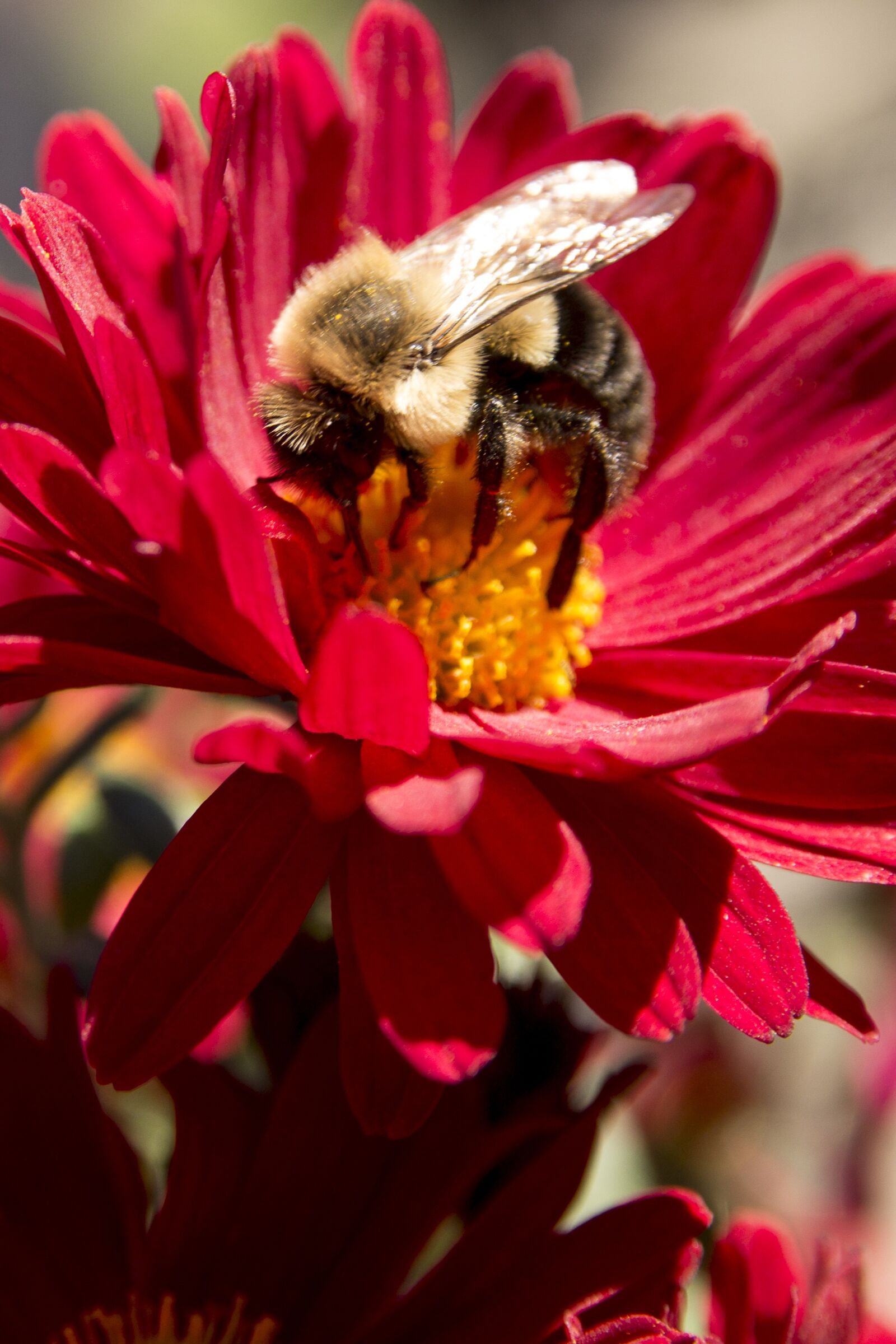 Canon EOS 700D (EOS Rebel T5i / EOS Kiss X7i) sample photo. Flower, gadfly, nature photography