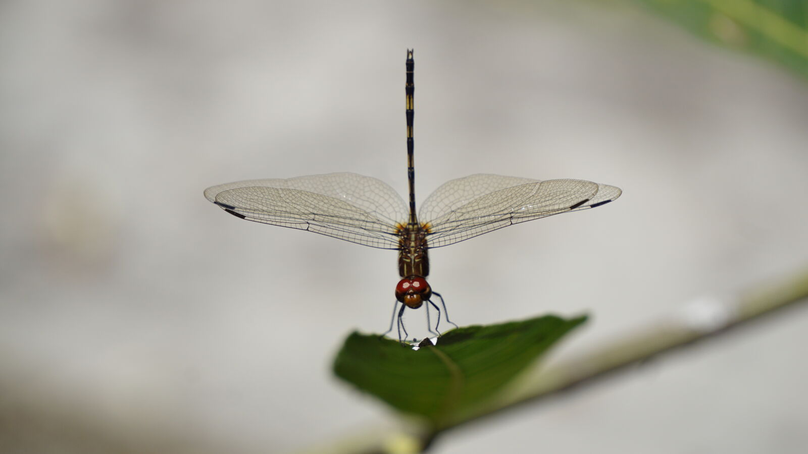 Sony a6000 + Sony E 55-210mm F4.5-6.3 OSS sample photo. Dragonfly, dragonfly, wing photography