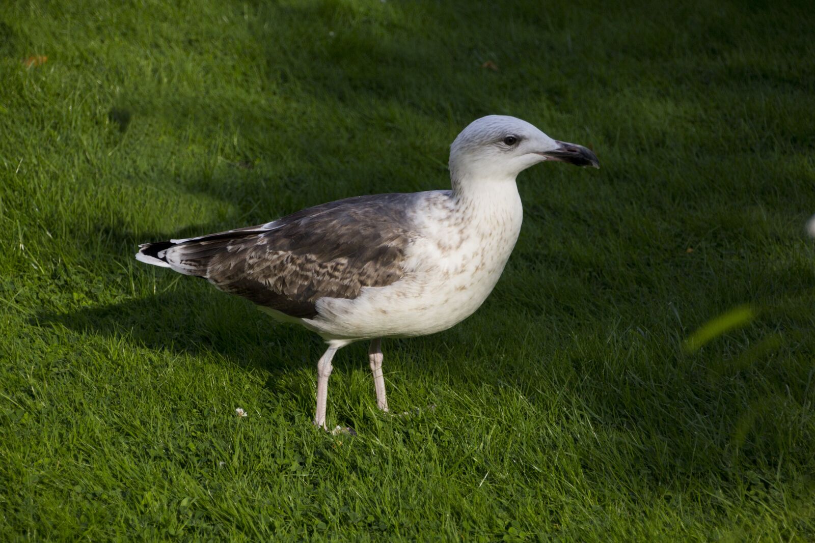 Canon EOS 60D sample photo. Seagull, bird, sea photography