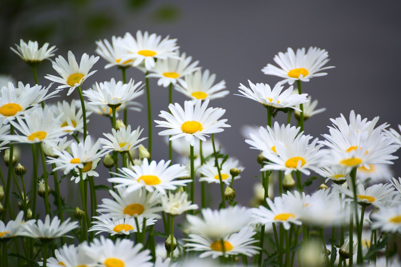 Nikon D600 sample photo. Chamomile, flower, nature photography