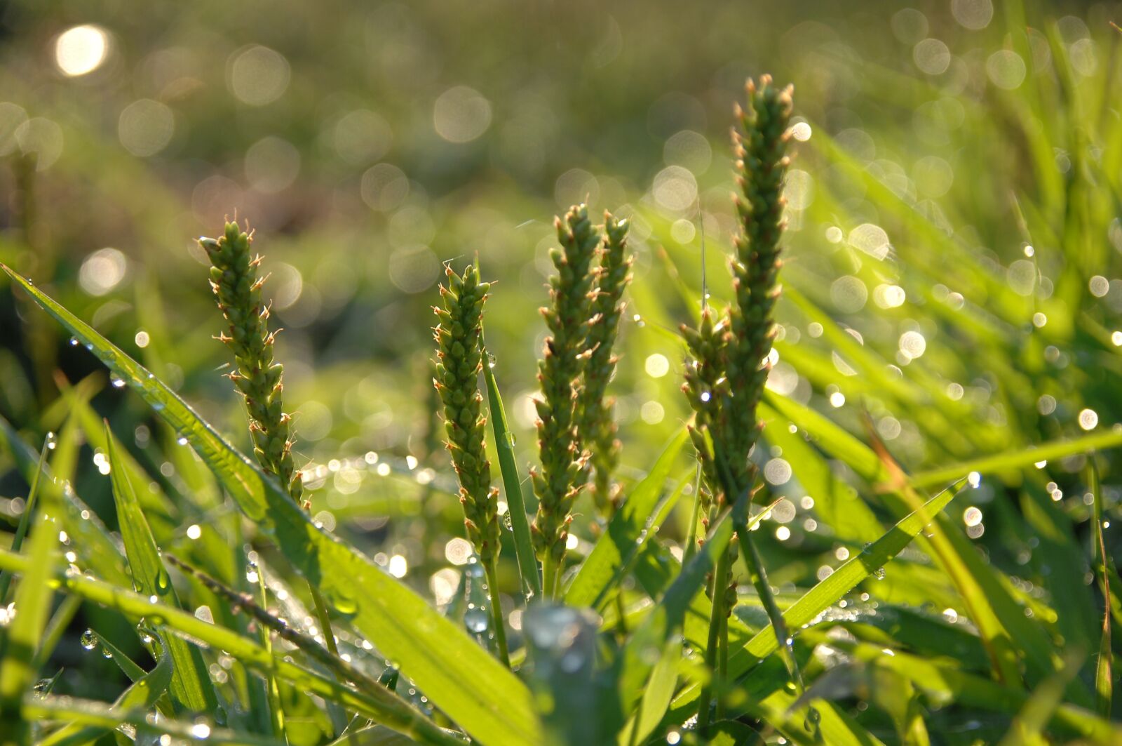 Nikon D2Xs sample photo. Plantain, grass clippings, dew photography