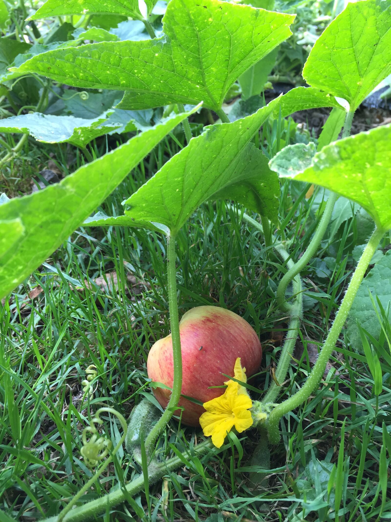 Apple iPhone 6 sample photo