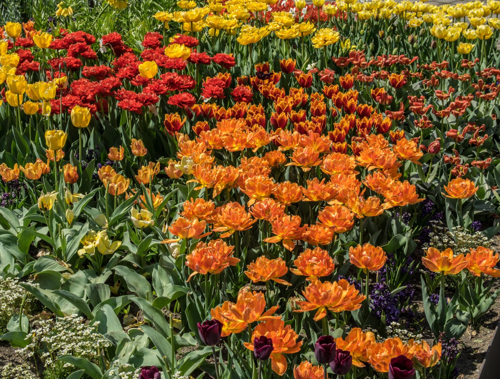 Pentax K-3 sample photo. Flower, plant, nature photography