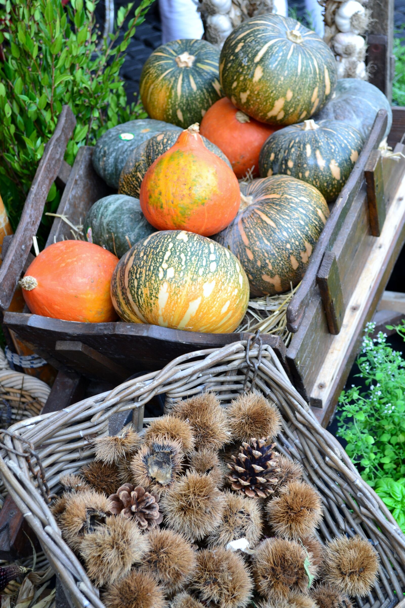 Nikon D3100 sample photo. Squash, chestnuts, fall photography