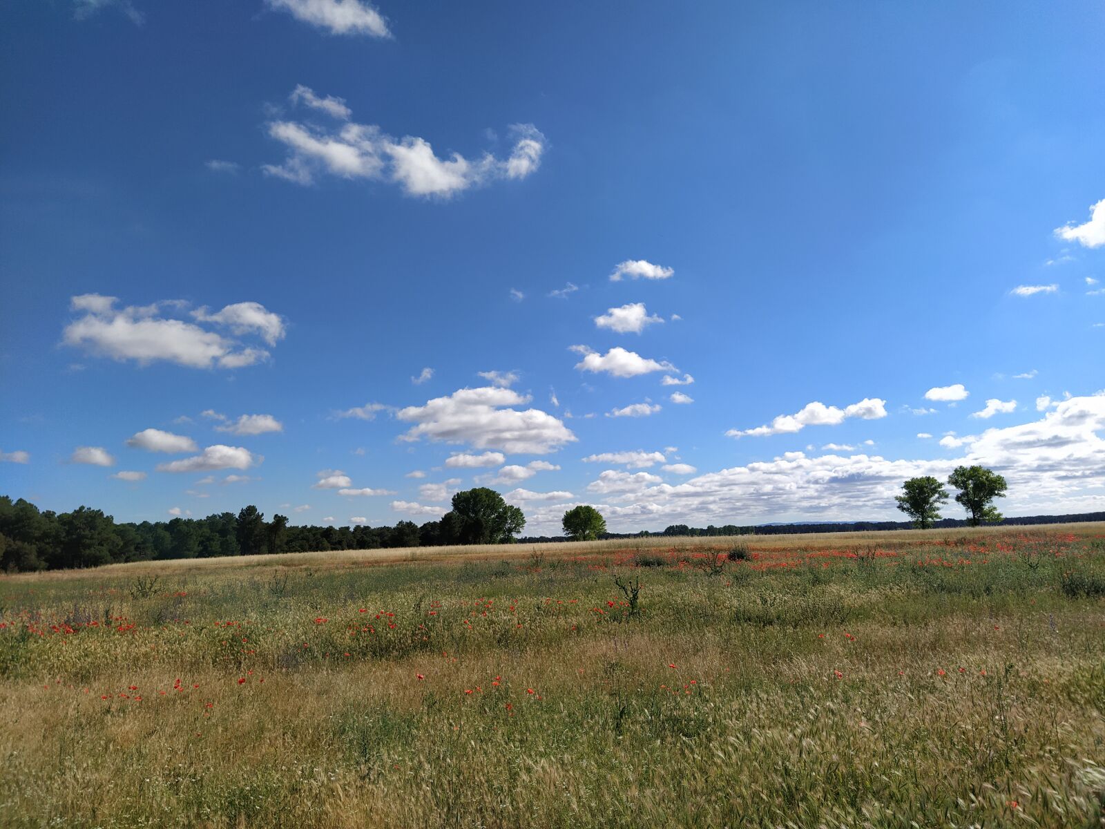 Xiaomi Mi A3 sample photo. Landscape, plain, cornfield photography