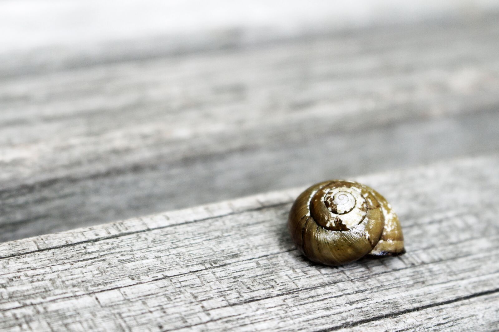 Canon EOS 700D (EOS Rebel T5i / EOS Kiss X7i) sample photo. Brown, old, snail photography