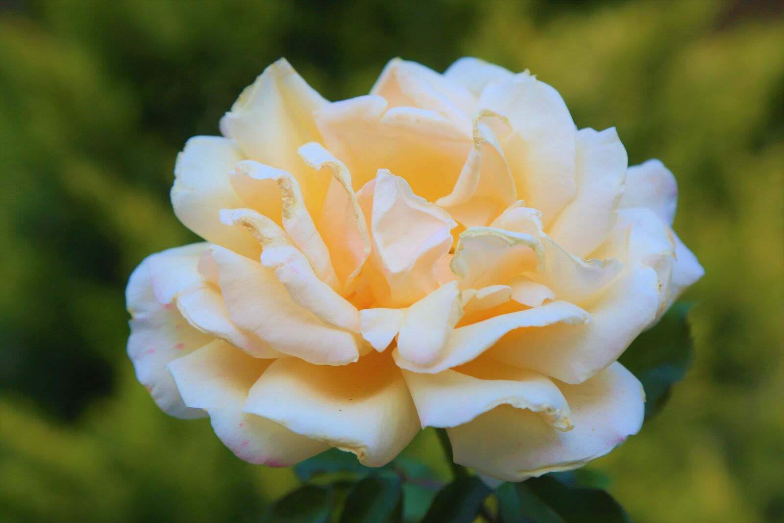 Canon EF 24-105mm F4L IS USM sample photo. Rose, nature, white photography