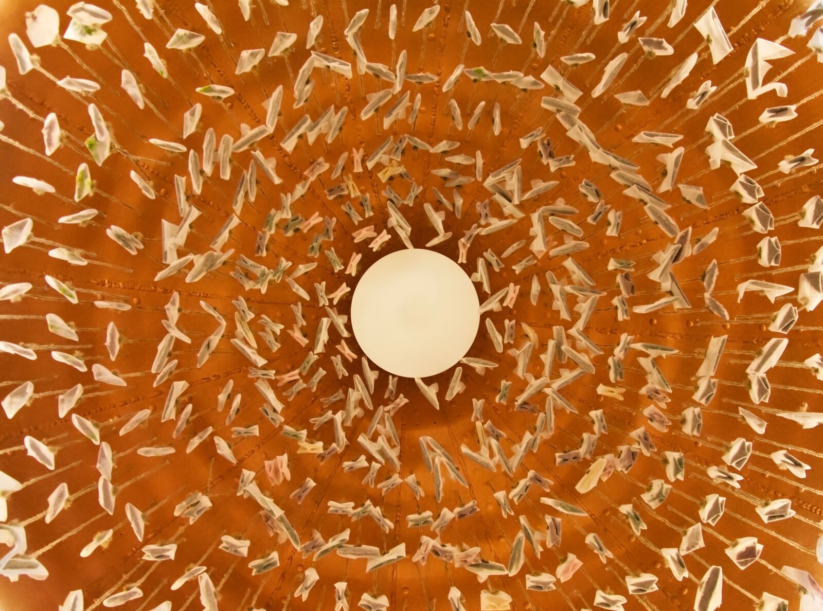 Nikon D5200 sample photo. Tea bags, expo, orange photography