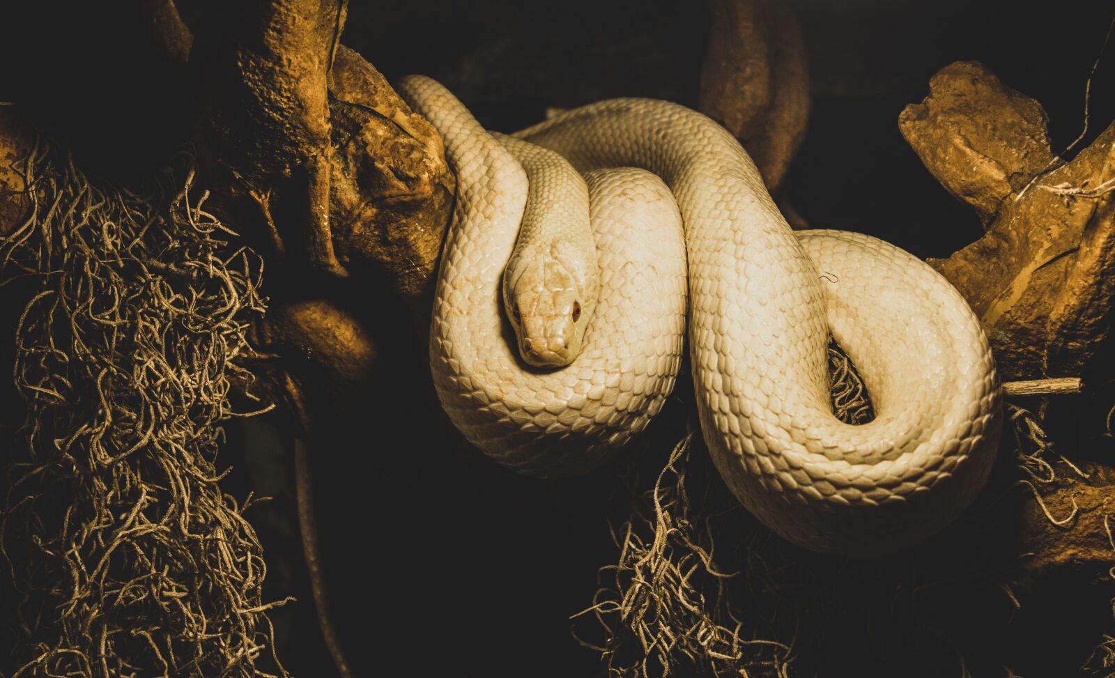 Canon EOS 60D sample photo. White snake, snake, reptile photography