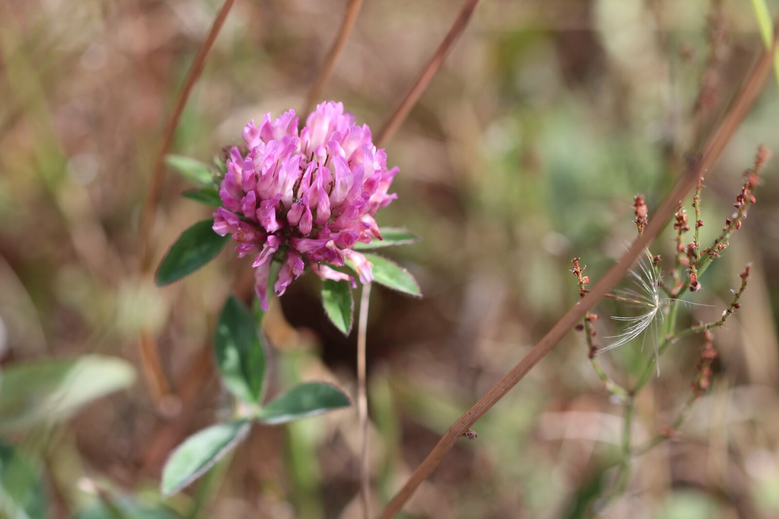 Canon EOS 100D (EOS Rebel SL1 / EOS Kiss X7) + Canon EF 100mm F2.8 Macro USM sample photo. Red clover, clover, red photography