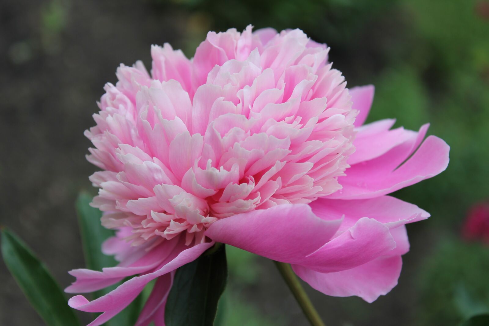 Canon EOS 1100D (EOS Rebel T3 / EOS Kiss X50) sample photo. Peony, flower, pink peony photography