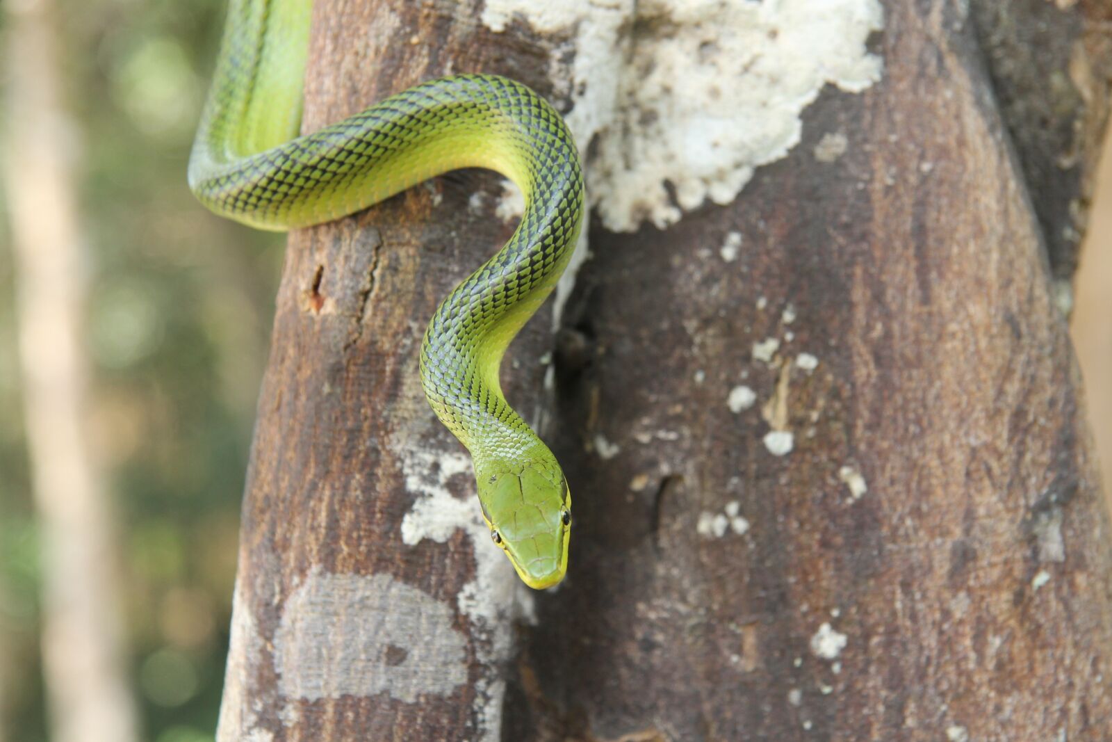 Canon EF-S 17-85mm F4-5.6 IS USM sample photo. Green tree snake, thailand photography