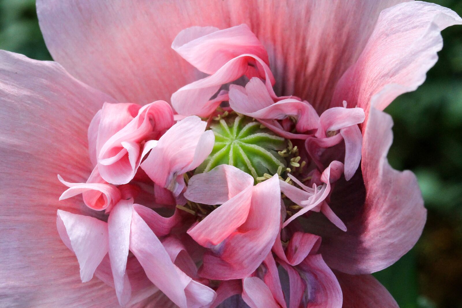 Canon EF-S 60mm F2.8 Macro USM sample photo. Flower, díszpipacs, poppy photography