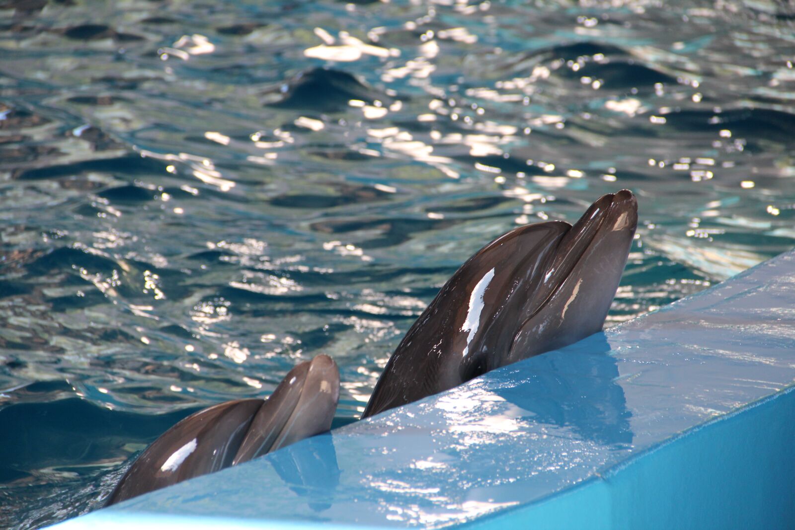 Canon EOS 600D (Rebel EOS T3i / EOS Kiss X5) sample photo. Dolphinarium, dolphins, dolphin photography